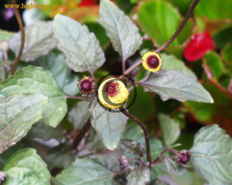 Spilanthes Peek-a-Boo
