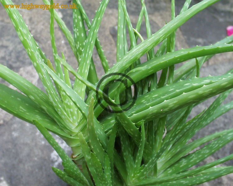Aloe Vera Plant