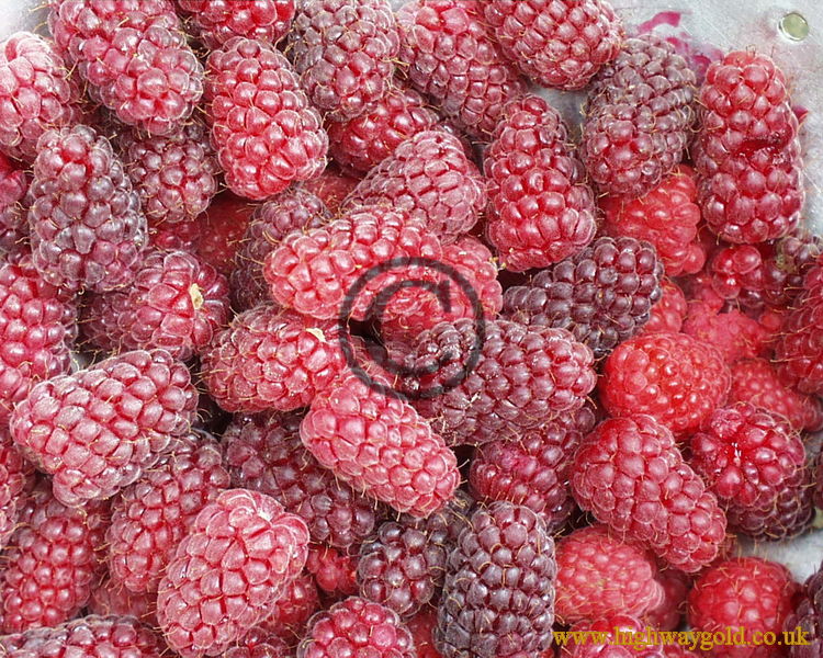 Loganberries