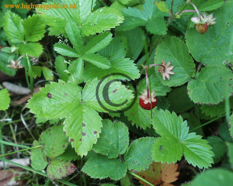 Fragaria vesca