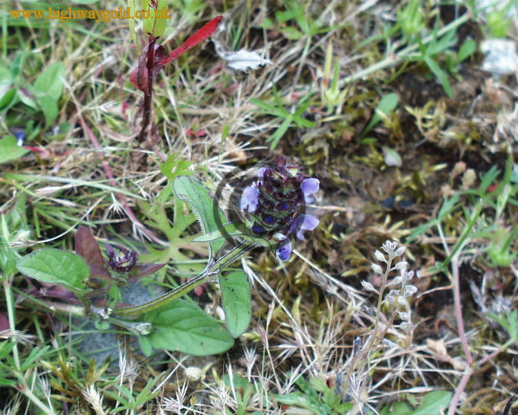 Prunella vulgaris