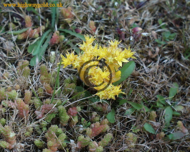 Sedum acre