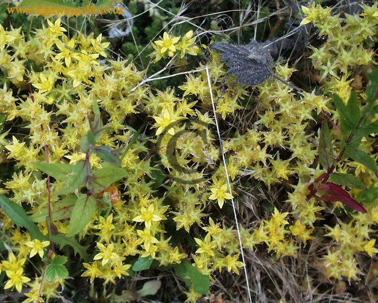 Sedum acre