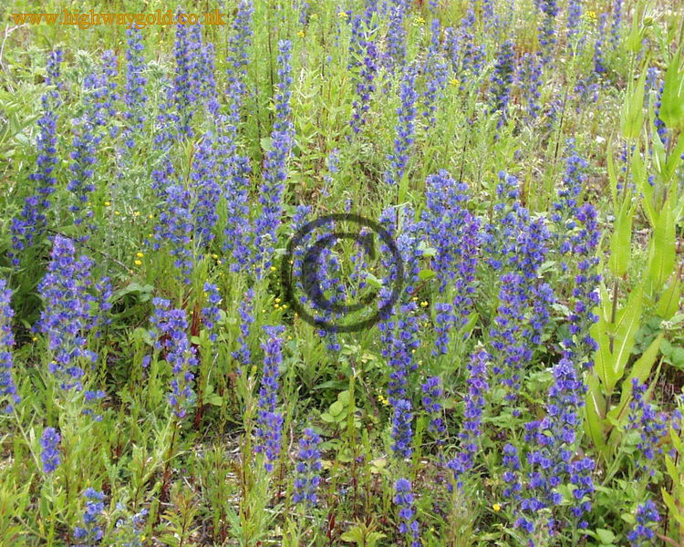 Echium vulgare
