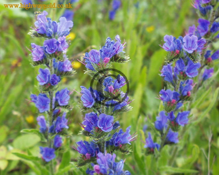 Echium vulgare