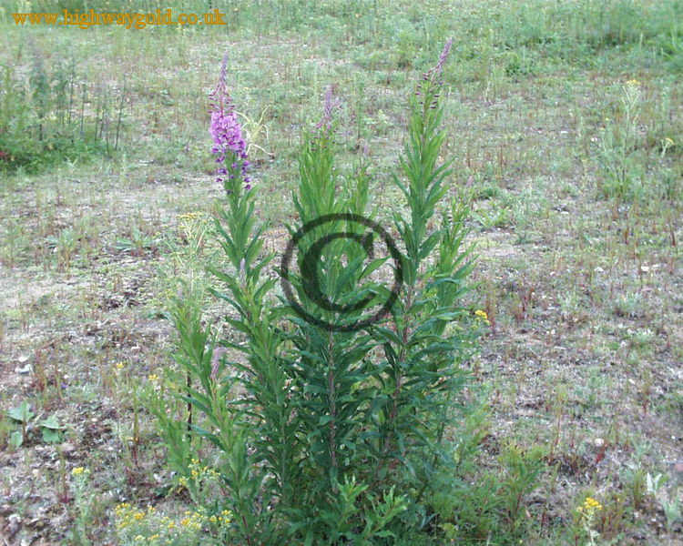 Epilobium angustifolium