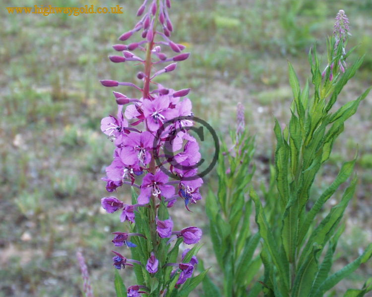 Epilobium angustifolium