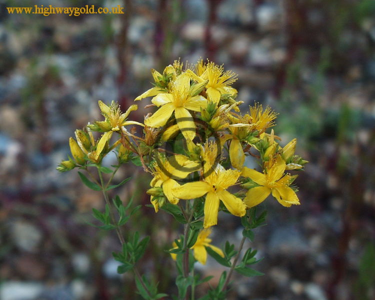 Hypericum perforatum