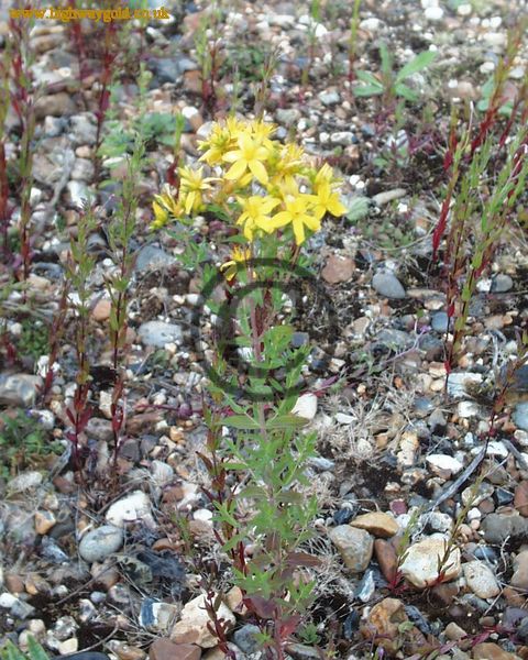 Hypericum perforatum