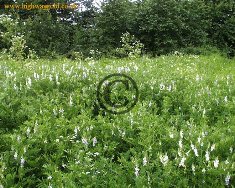 Galega officinalis