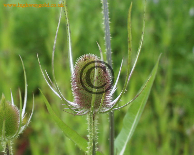 Dipsacus fullonum