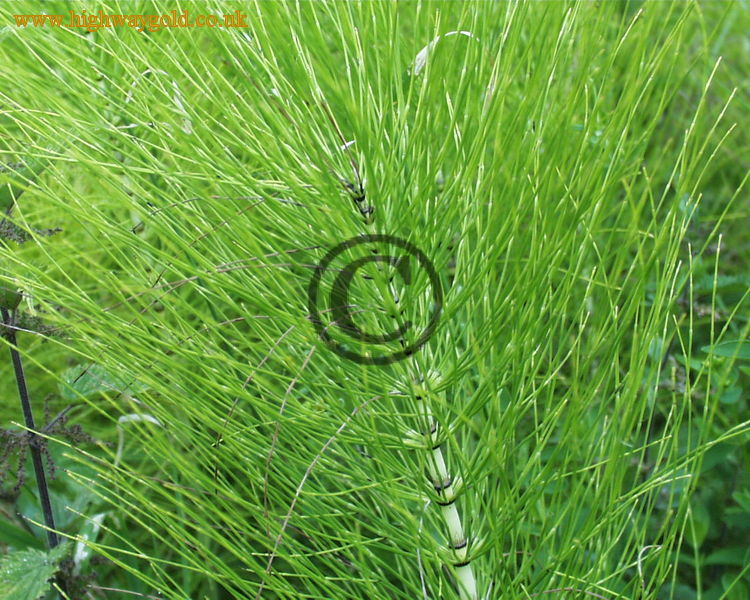 Equisetum arvense