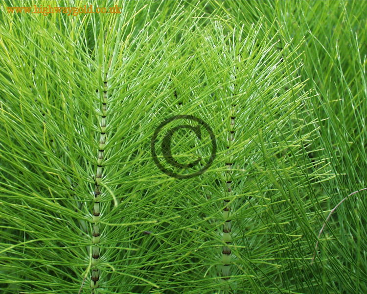 Equisetum arvense