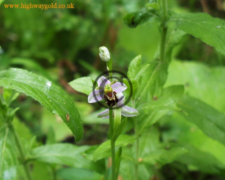 Ophrys apifera