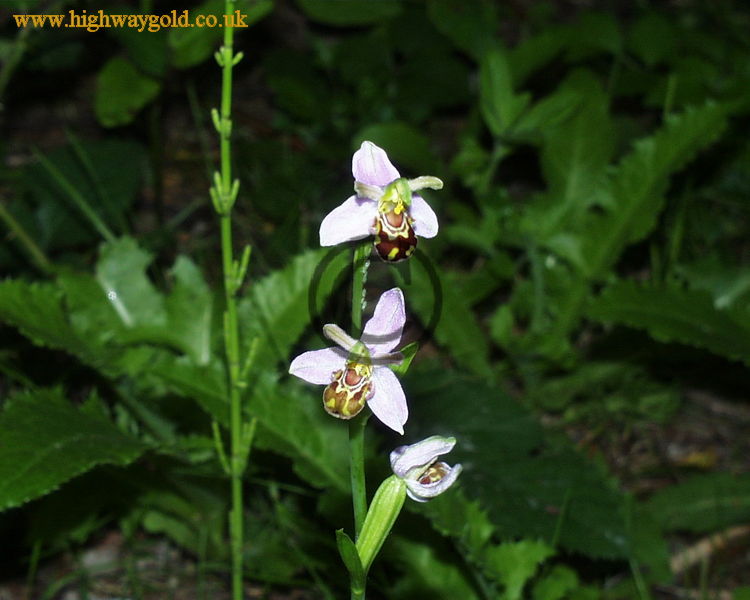Ophrys apifera