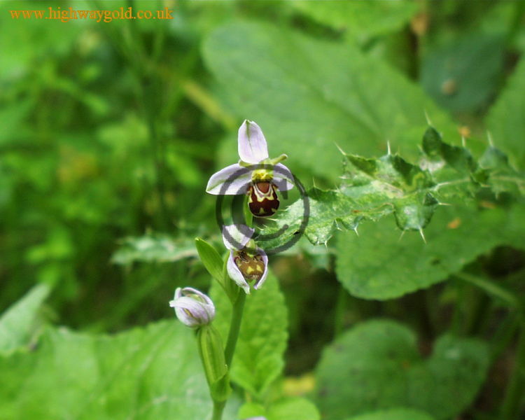 Bee Orchid