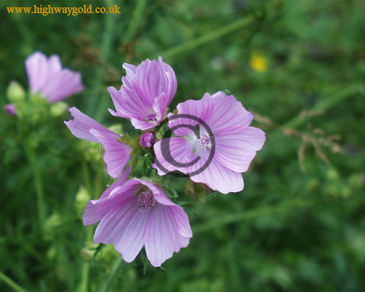Malva
