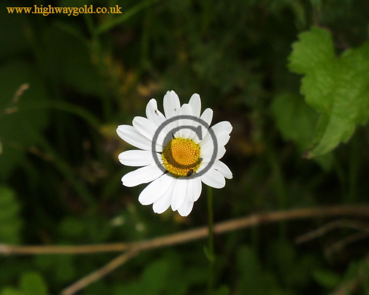 Leucanthemum vulgare