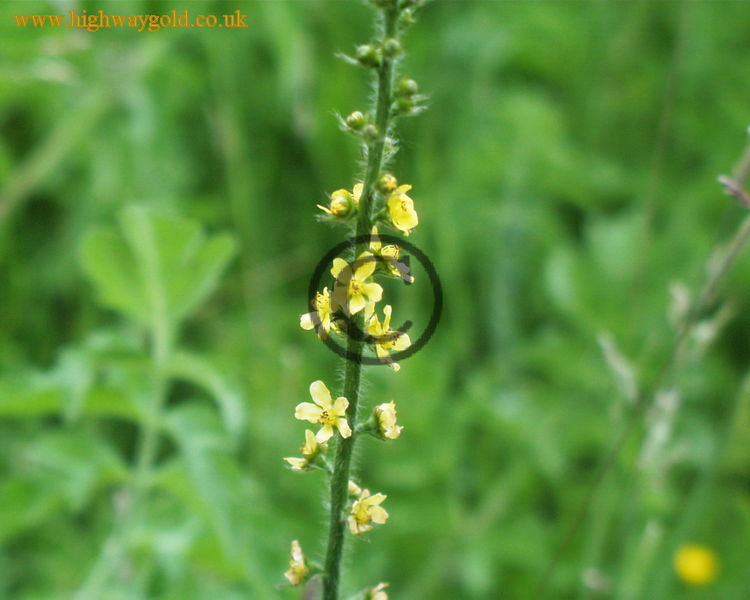 Agrimonia eupatoria