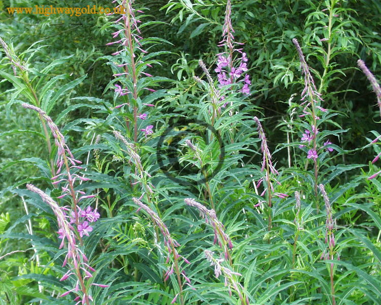 Epilobium angustifolium