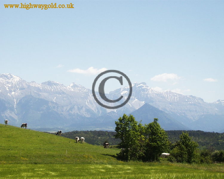 Cows grazing in the French Alps
