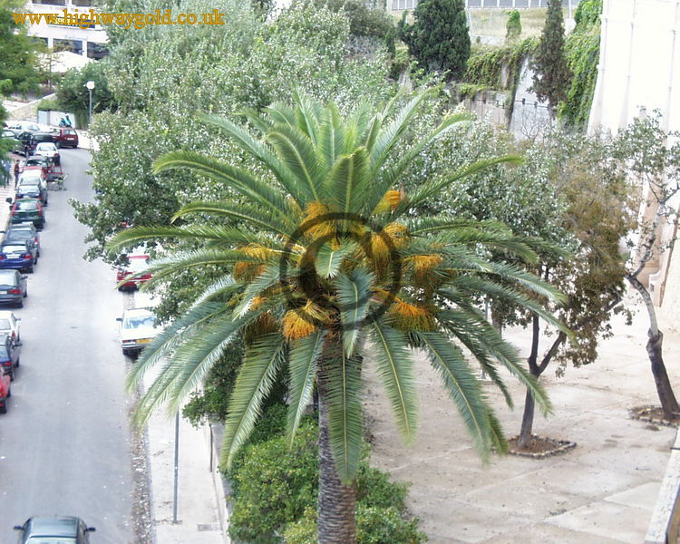 Flowering Palm Tree