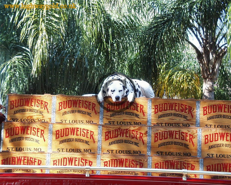 Dalmatian on Budweiser Wagon
