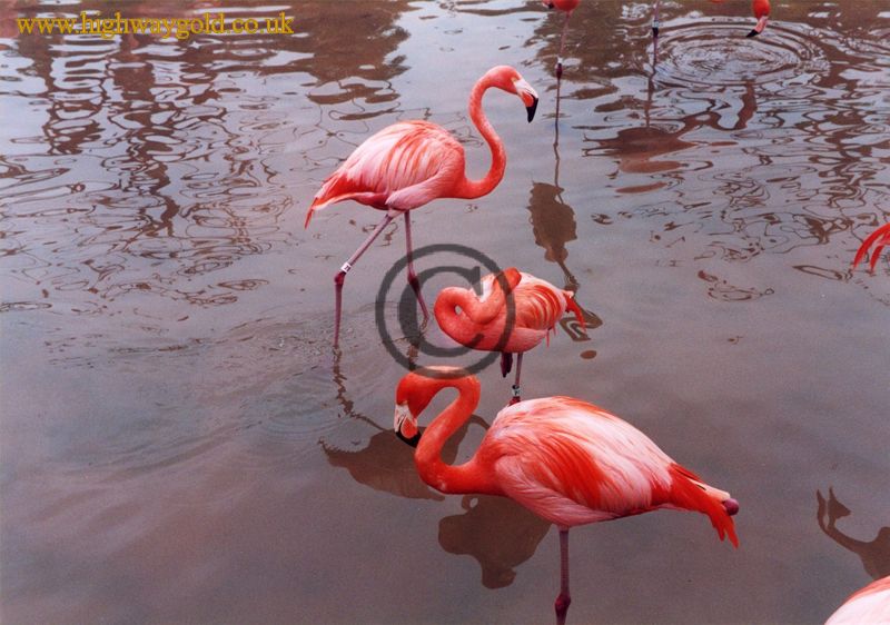 Flamingos