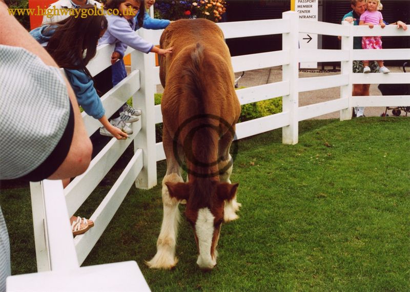 Shire Horse Foal