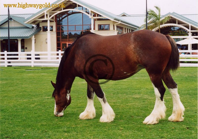 Shire Horse