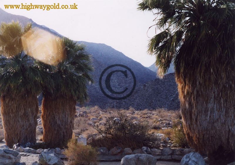 Washingtonia filifera