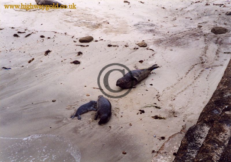 Seals on the beach
