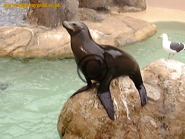Sea World