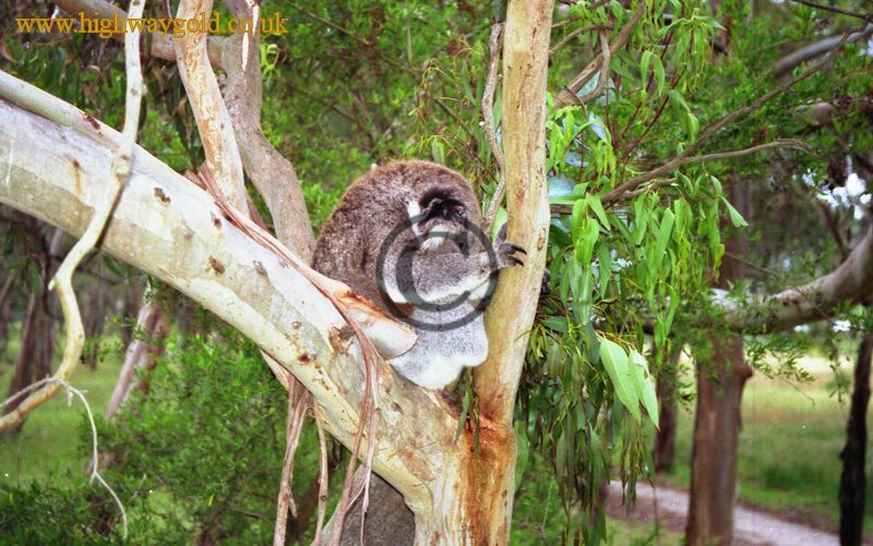 Koala