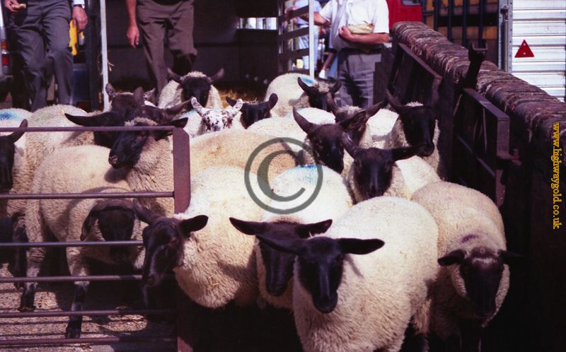 Sheep to Market