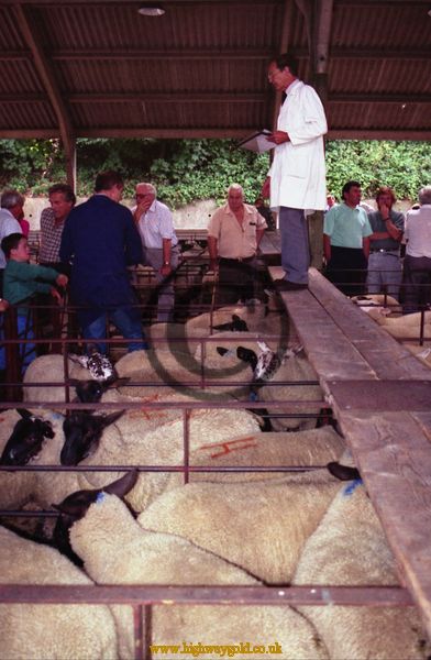 Auctioneer at Hertford Cattle Market