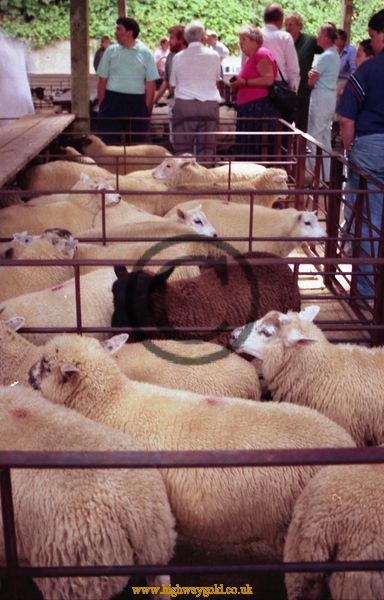 Sheep in pens at the Auction
