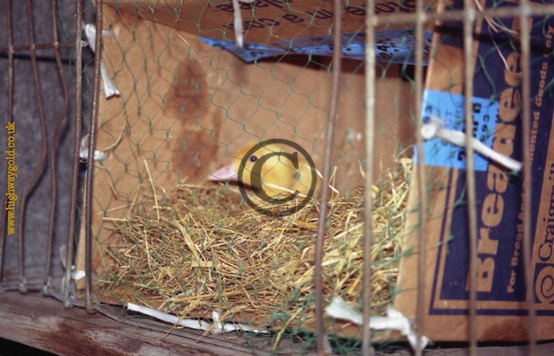 Ducklings at the Auction