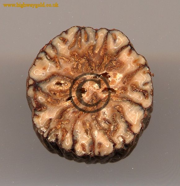 Slice through the seed kernel.