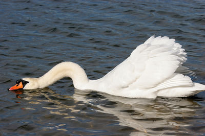Cygnus olor