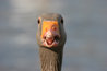 Greylag Goose