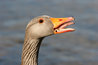Greylag Goose
