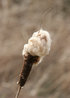 Typha latifolia