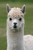 Lama pacos
