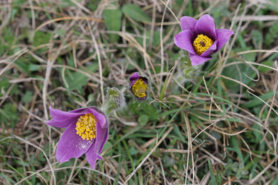 Pulsatilla vulgaris