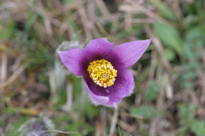 Pulsatilla vulgaris