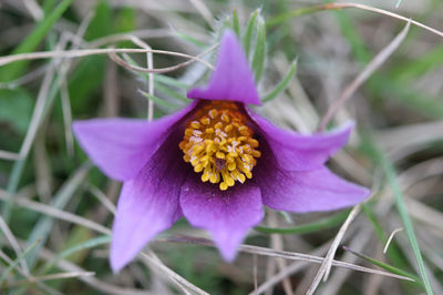 Pulsatilla vulgaris
