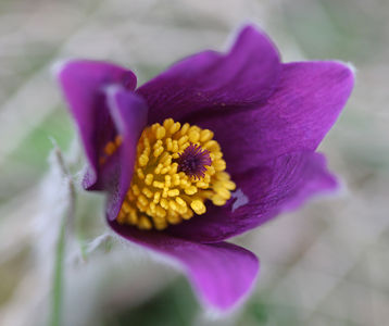 Pulsatilla vulgaris