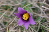 Pulsatilla vulgaris