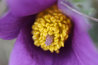 Pulsatilla vulgaris